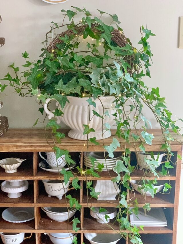 Easy Ivy Wreath Plant