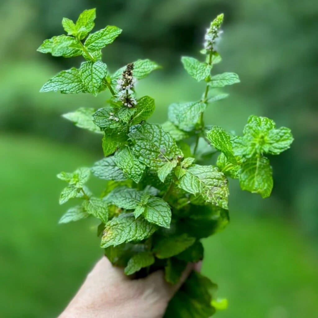 Normal Mint Flowers On Mint: Should You Let Mint Bloom (and Can You Still Use It ...