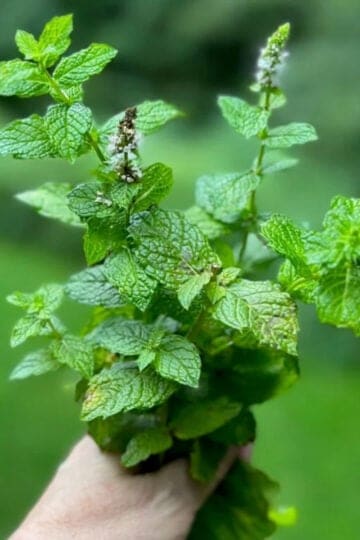 Holding a bunch of mint with small spike-shaped flowers.