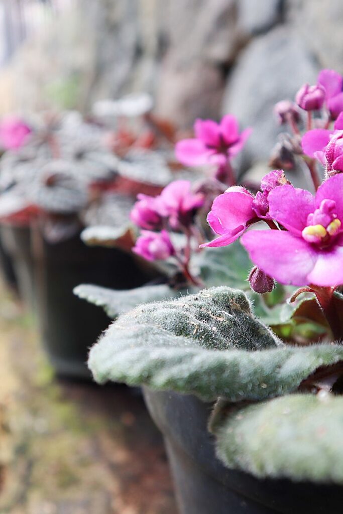 African violets in pots grouped together.