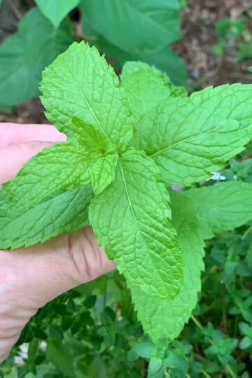 Holding a pretty mint stem with fresh green leaves.