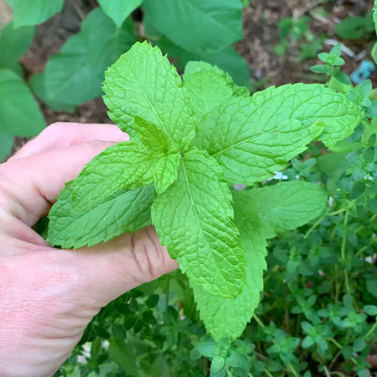 Holding a pretty mint stem with fresh green leaves.