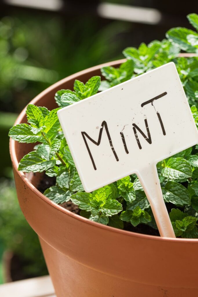 mint planted in a clay pot with a "mint" sign. 