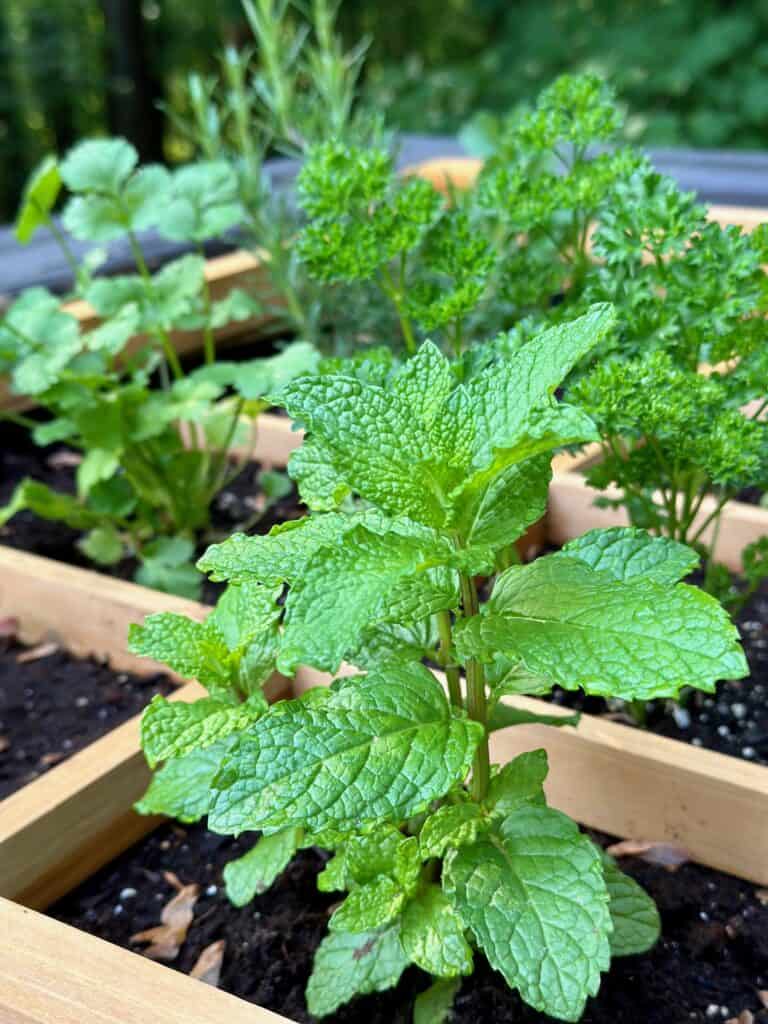 Mint in a herb bed. 