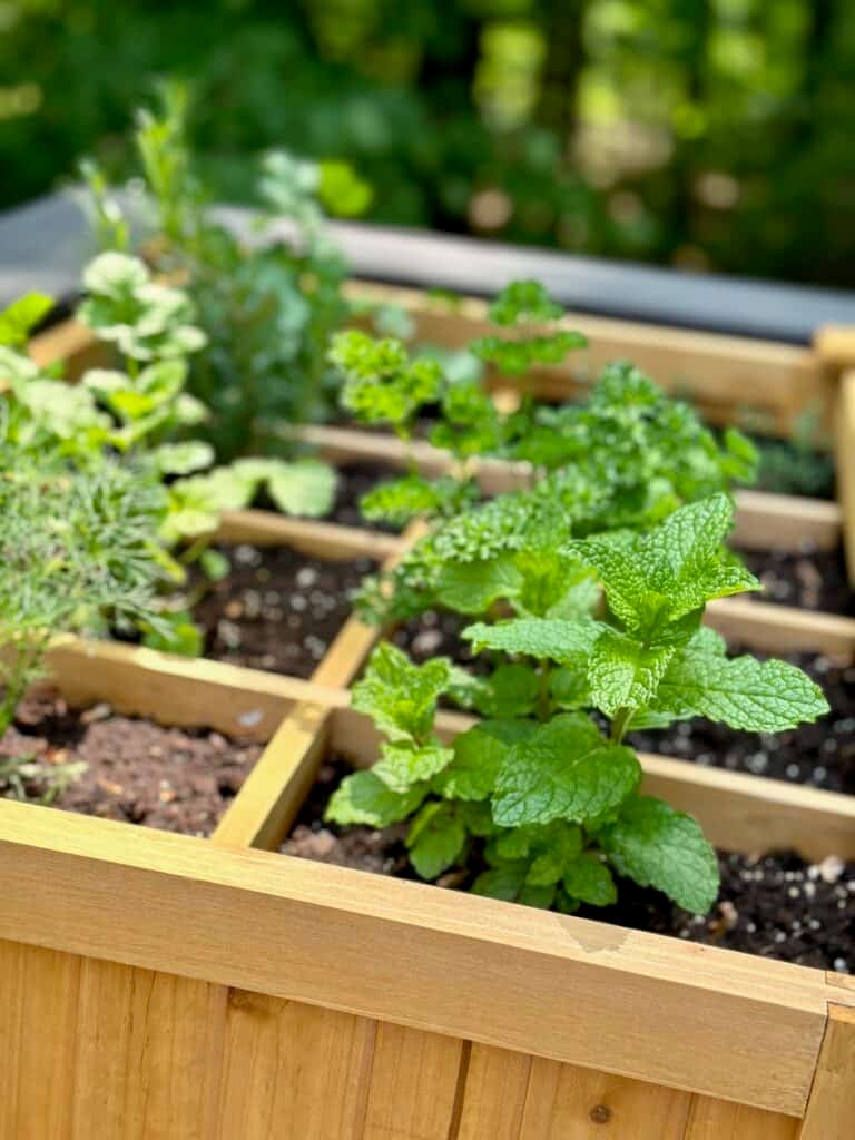Mint in a raised bed. 