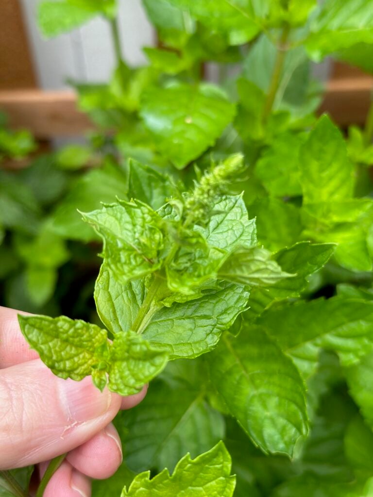 A close up of a flowering mint plant. The flower is made up of tiny clusters of soft purple blooms. 