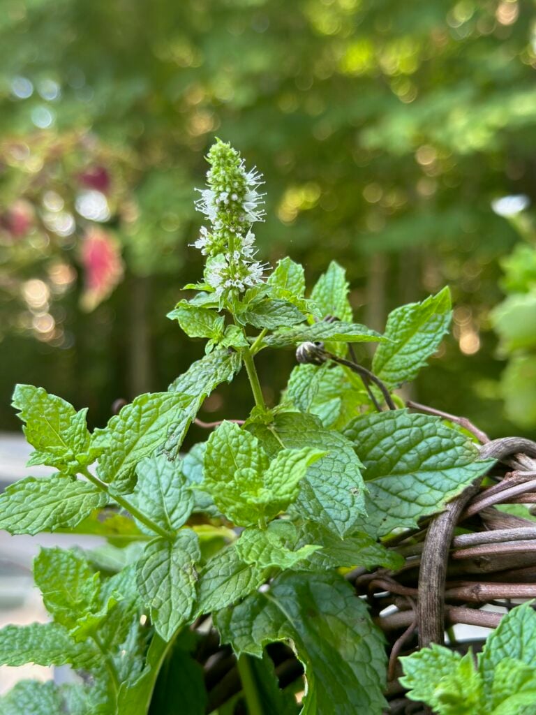 A mint flower just beginning to bloom on a potted mint plant. 