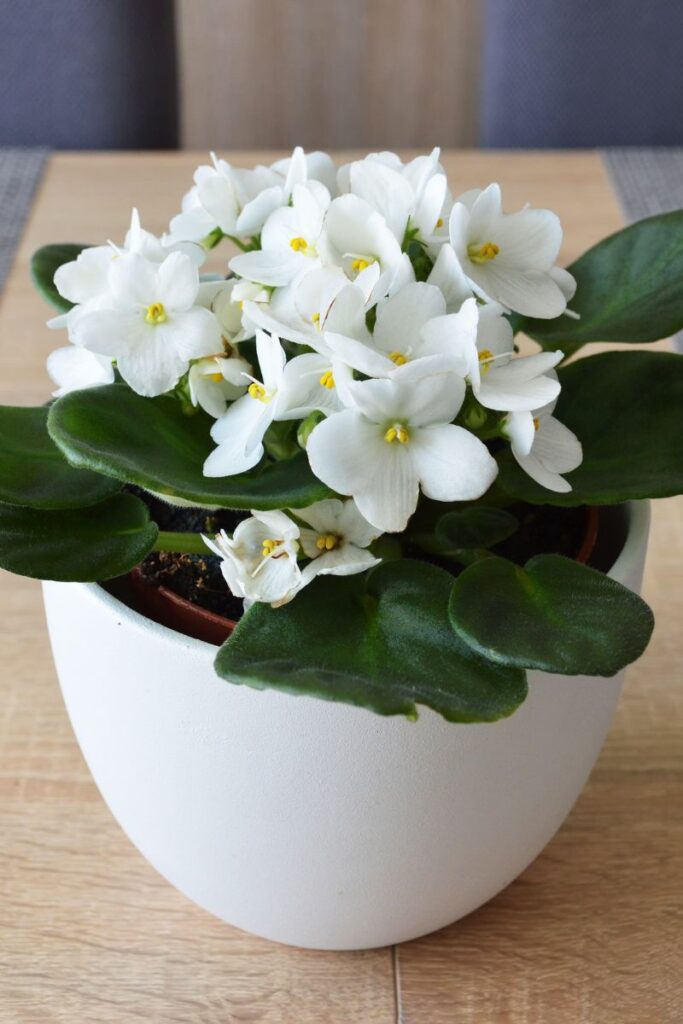 white african violet in a white pot. 