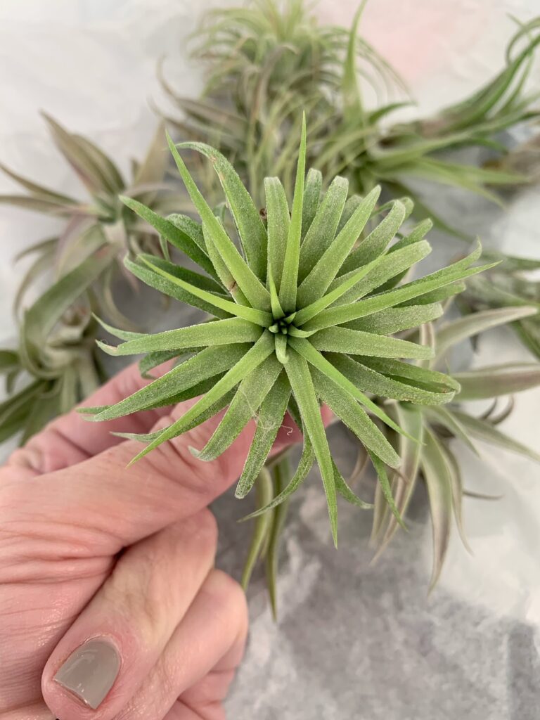 Me holding a spider plant in my hand. this Tillandsias is brighter green and spider shaped. 