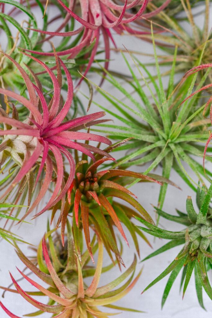 Bright colorful air plants. 