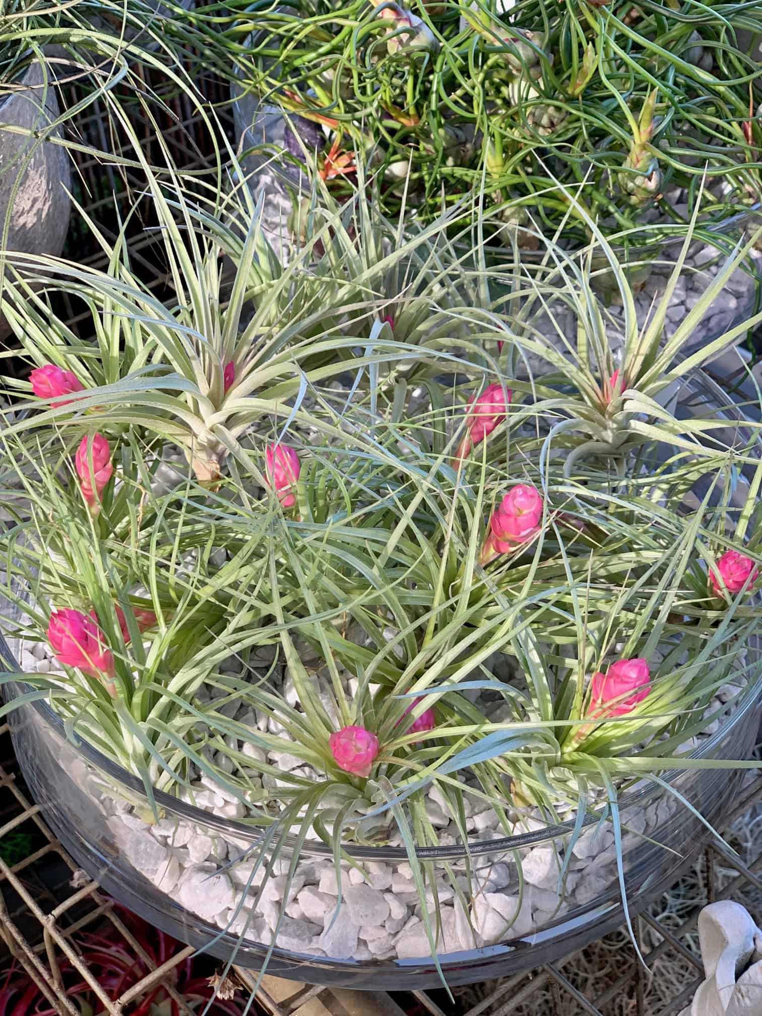 A big bowl of spider like air plants with pink flowers. 