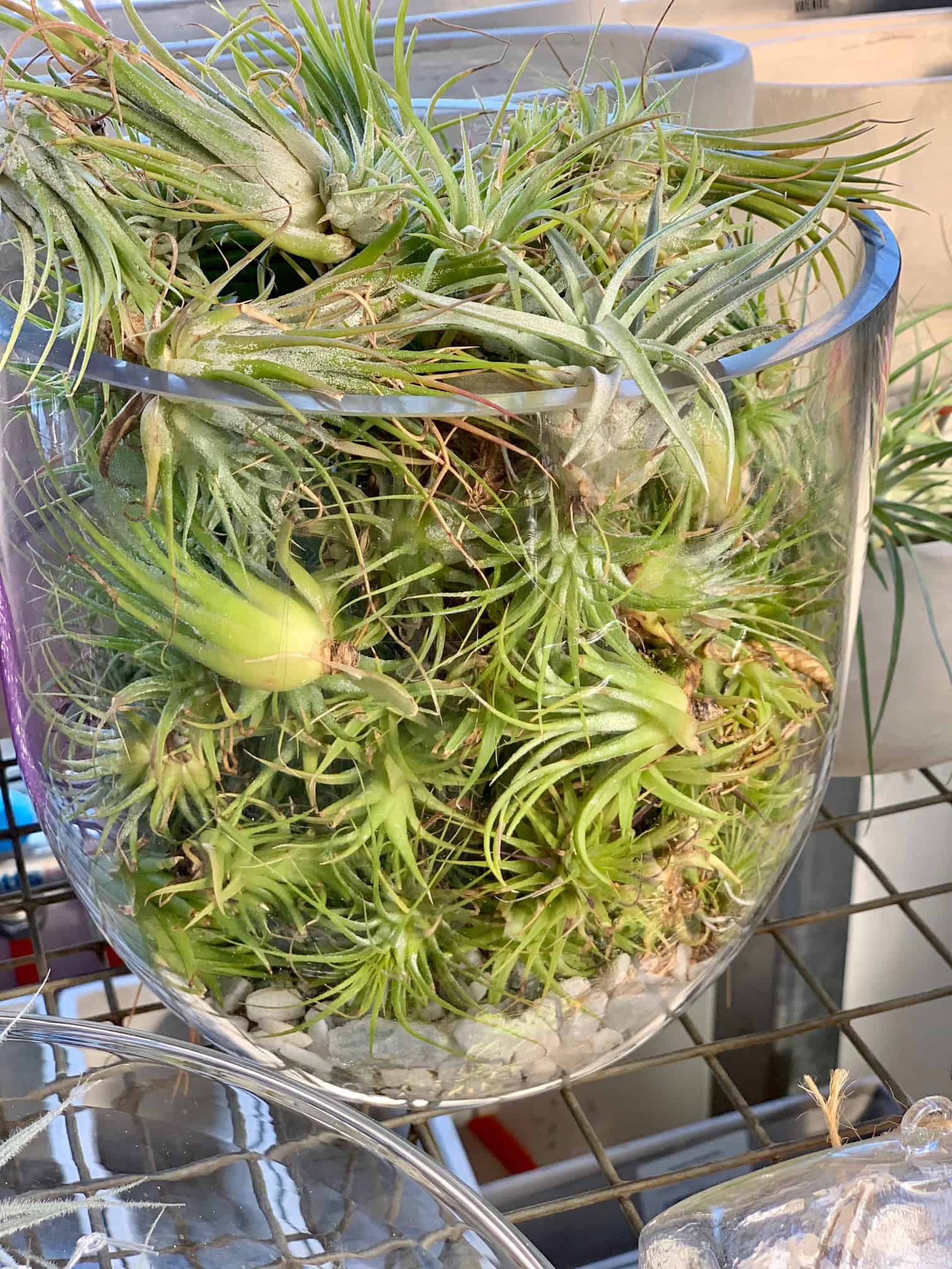 A large glass bowel of air plants. 