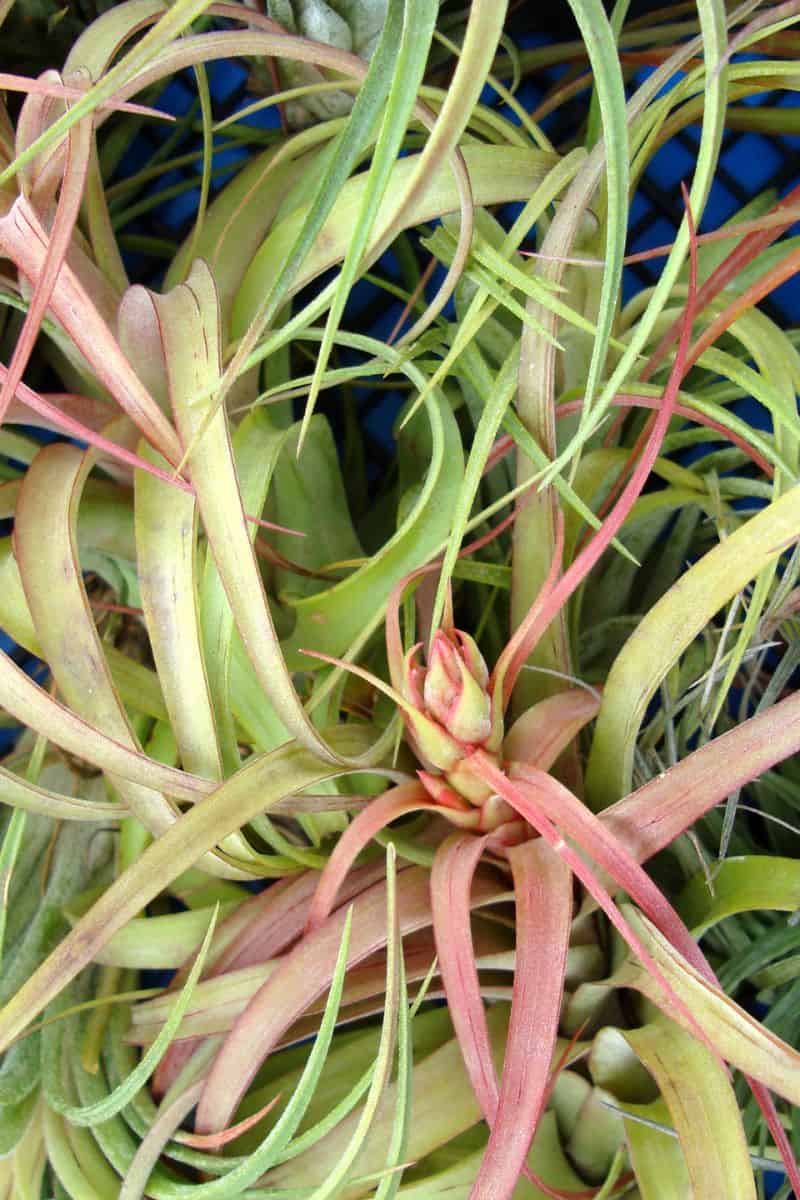 Stunning air plant with coral color flower. 