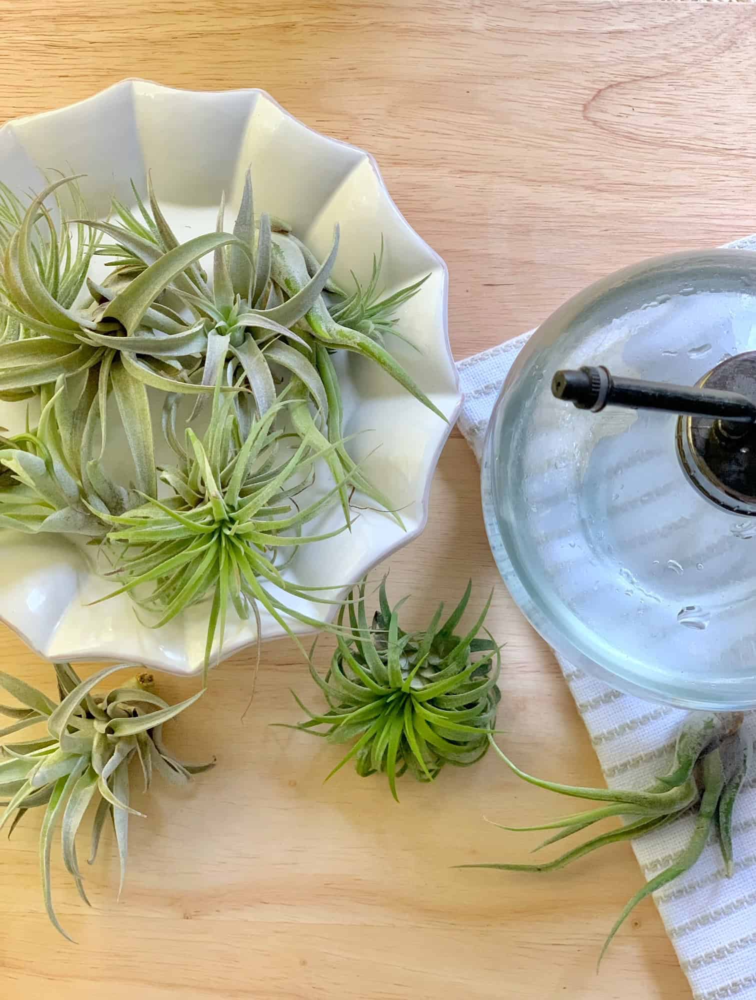 A group of air plants with a water mister. 
