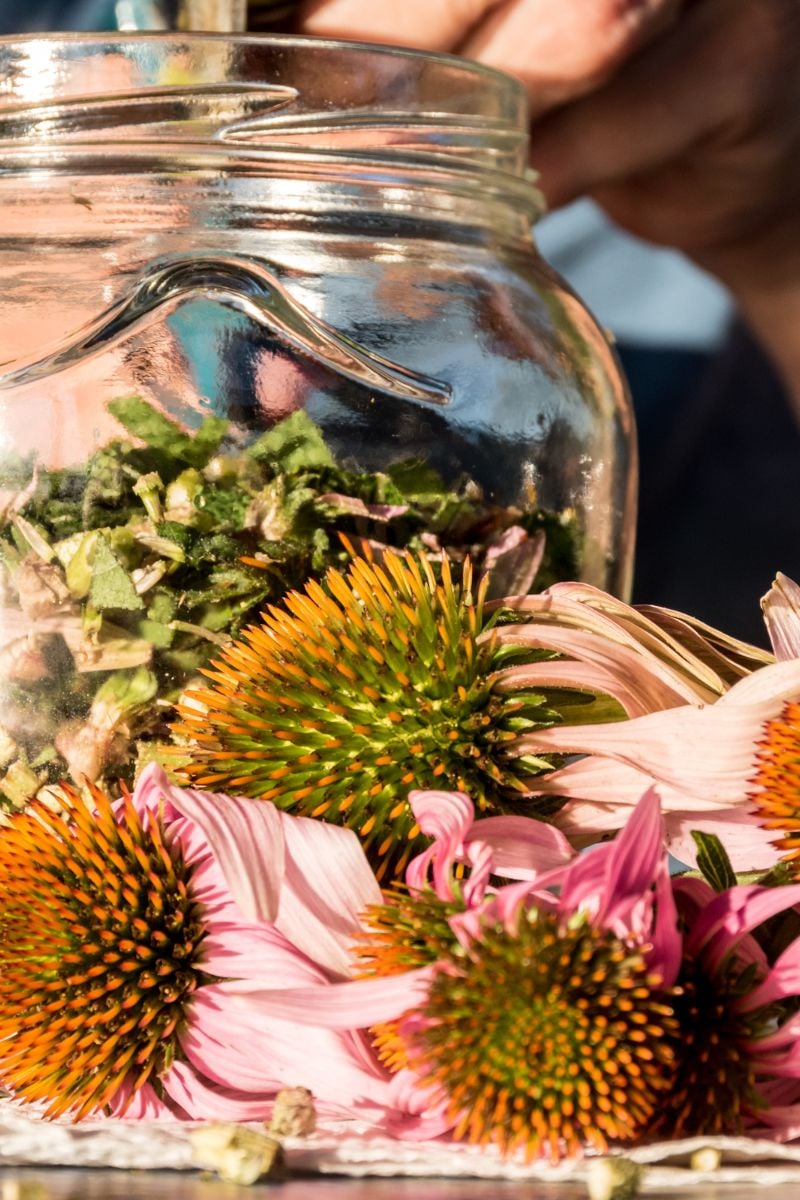 Echinacea tea in a glass jar. 
