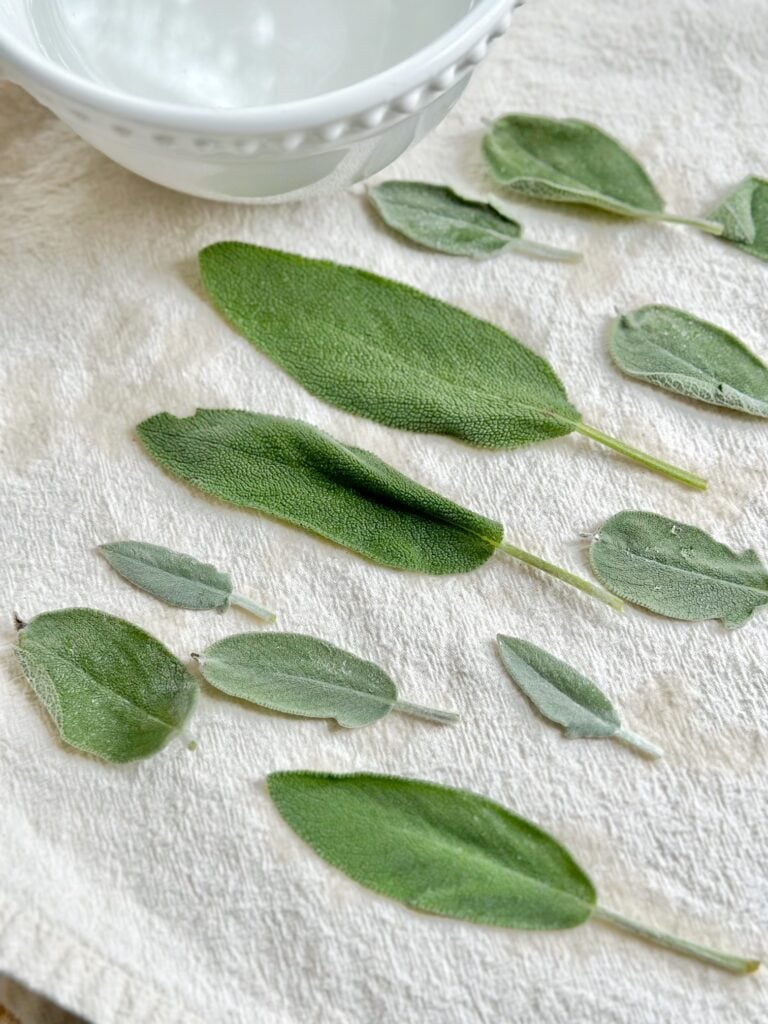 Freshly cleaned leaves laying on a towel to dry.