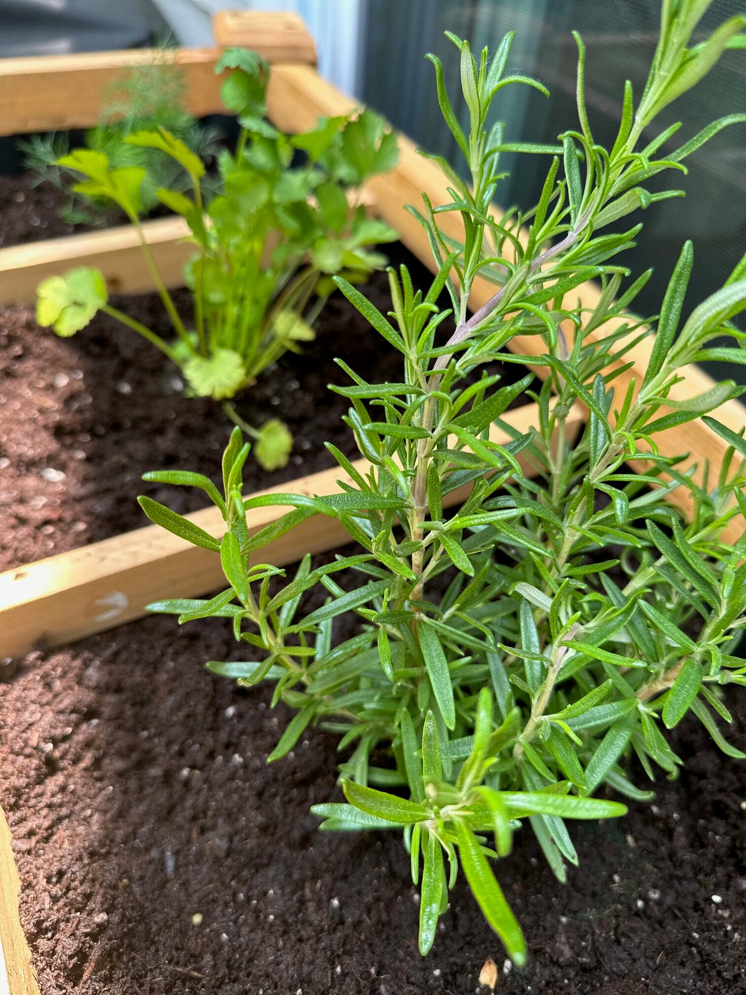 A small rosemary plant in a planter. 