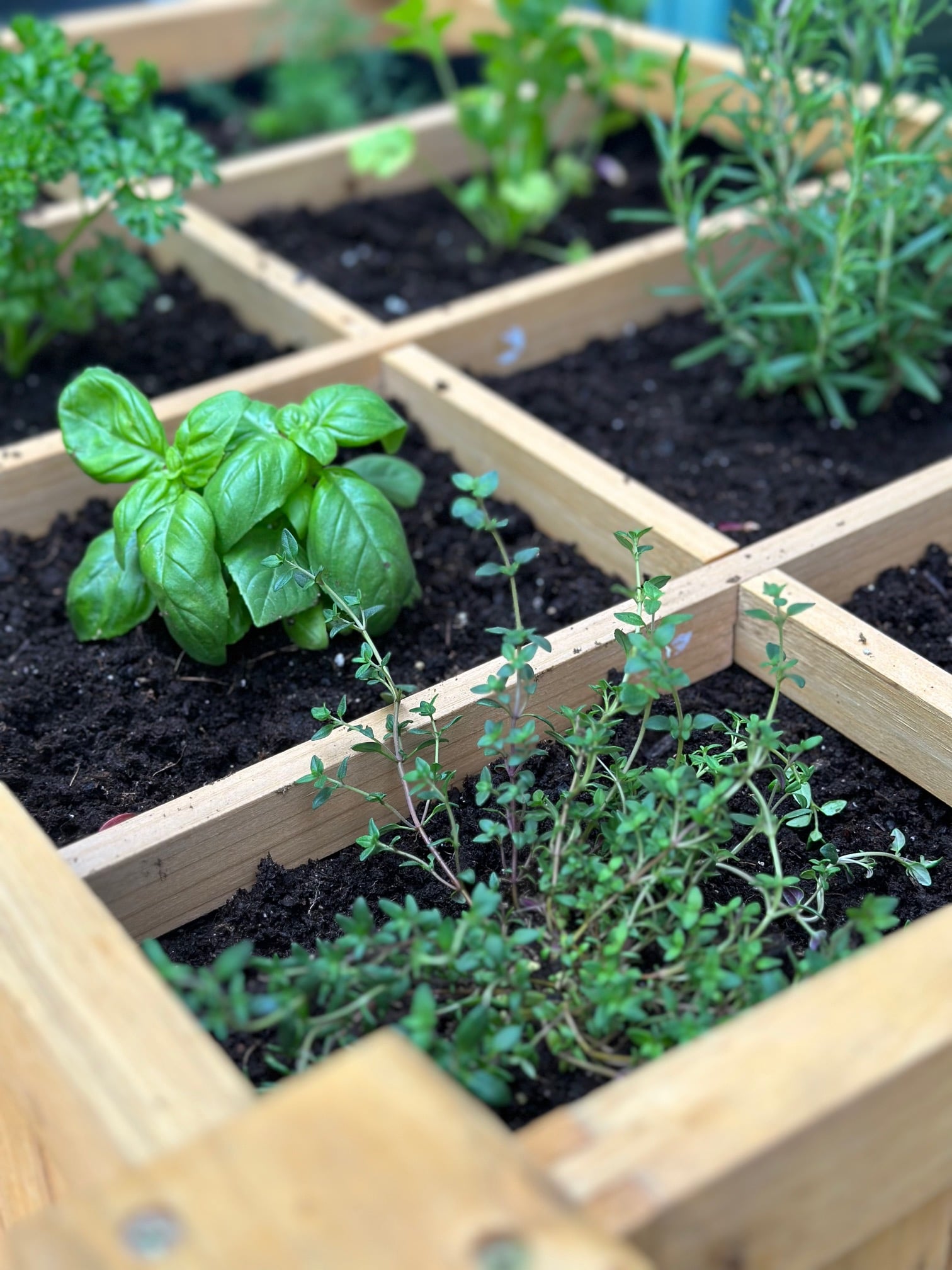 Thyme and basil in a raised bed.