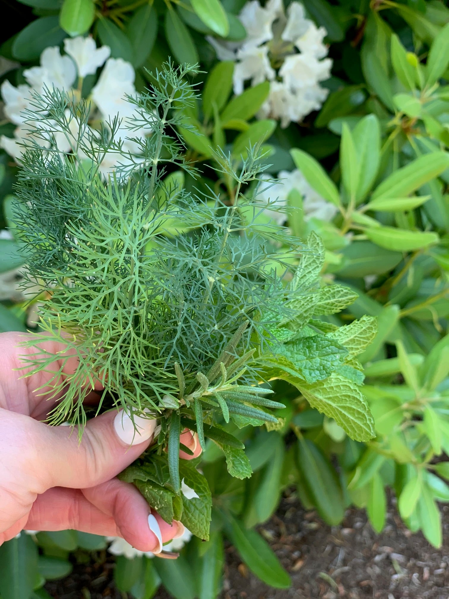 A handful of pruned herbs. 