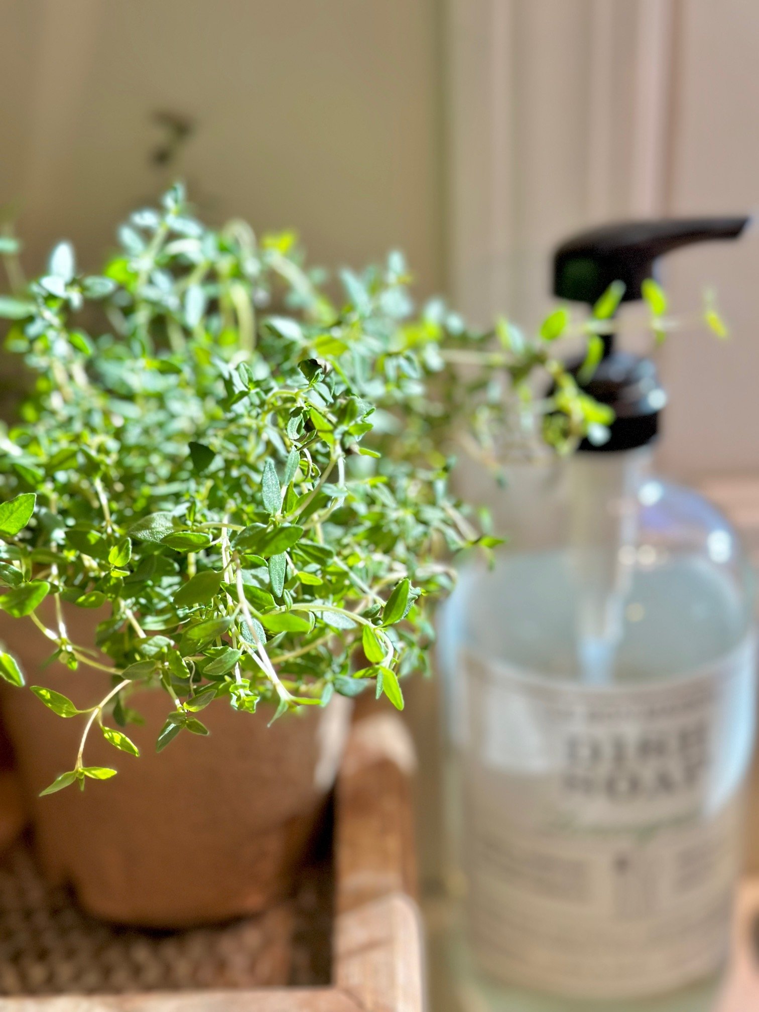 A thyme plant next to dish soap for indoor growing. 