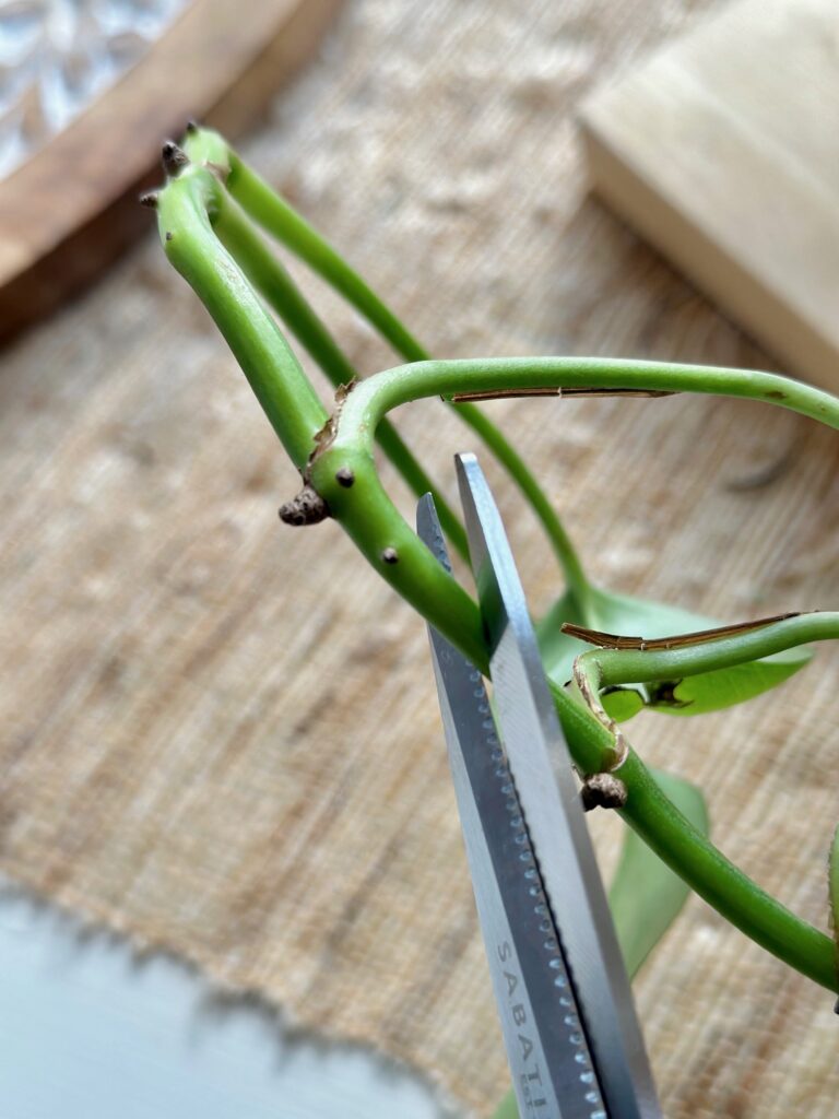 Cutting the stem of a pothos with scissors.