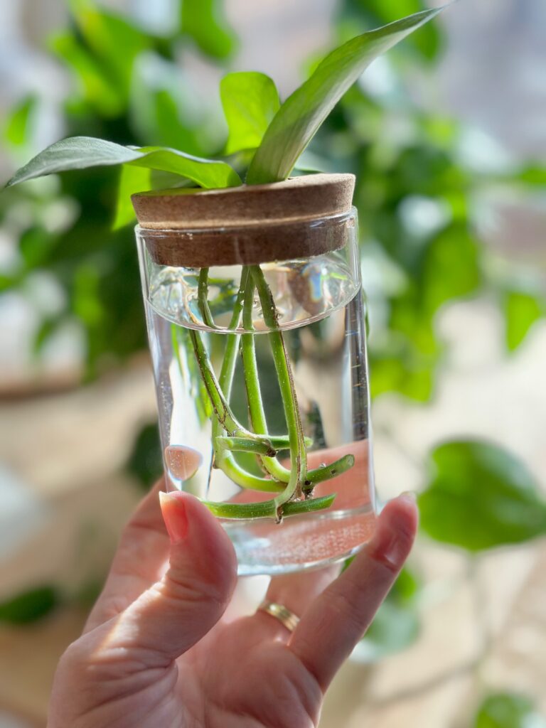 Glass container with pothos clippings. 