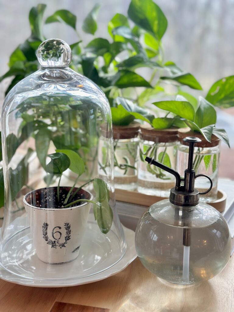 Glass cloche, propagation station and a pothos plant. 