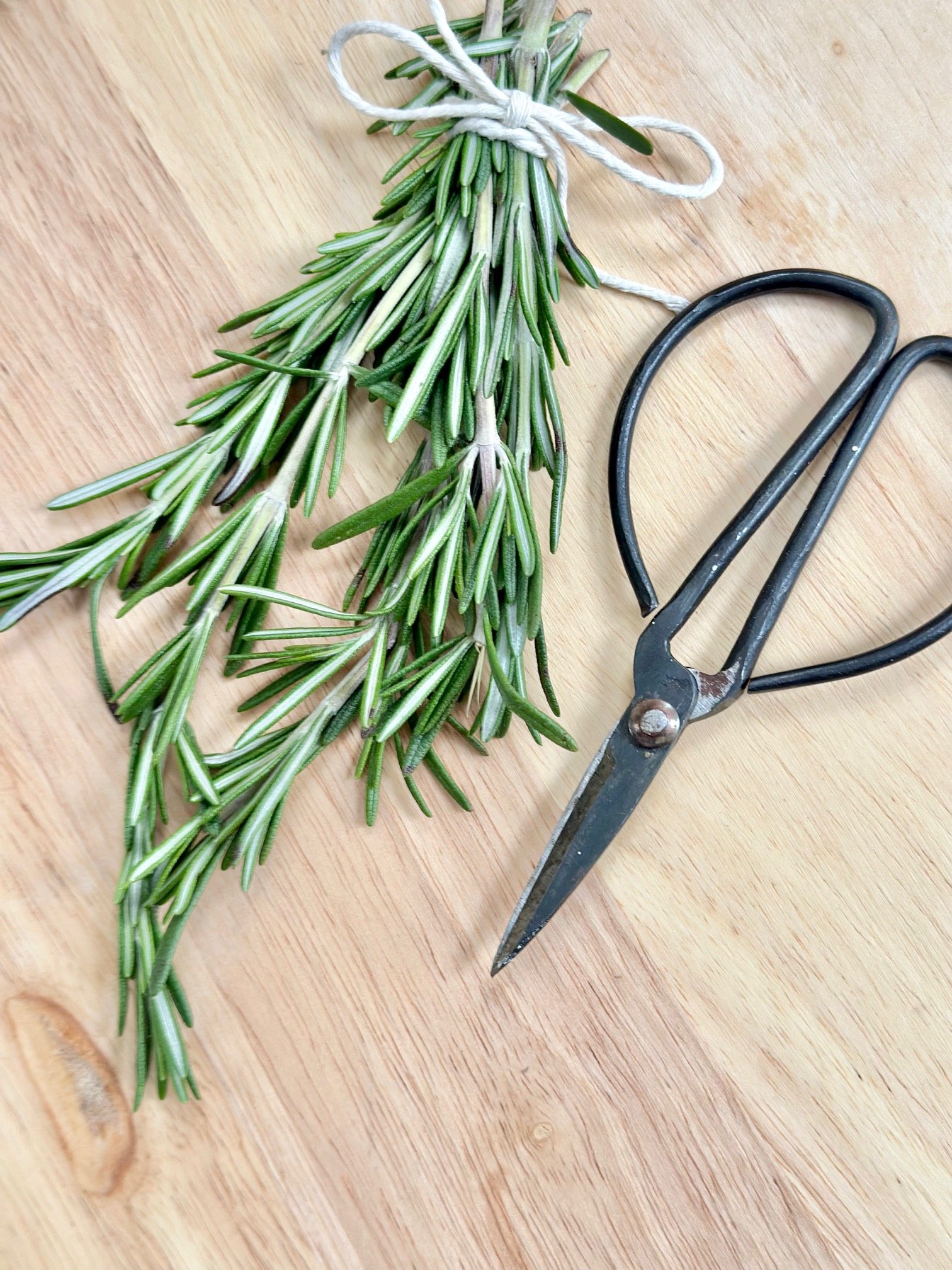 Rosemary on a board with clippers. 