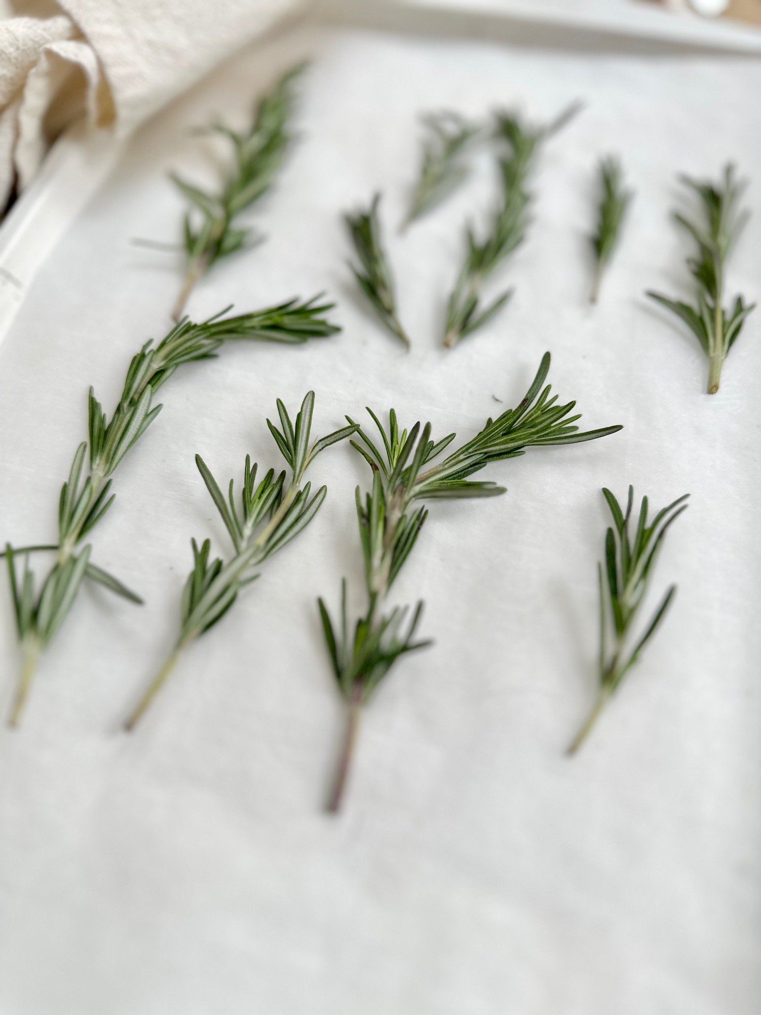 Rosemary on a cookie sheet.