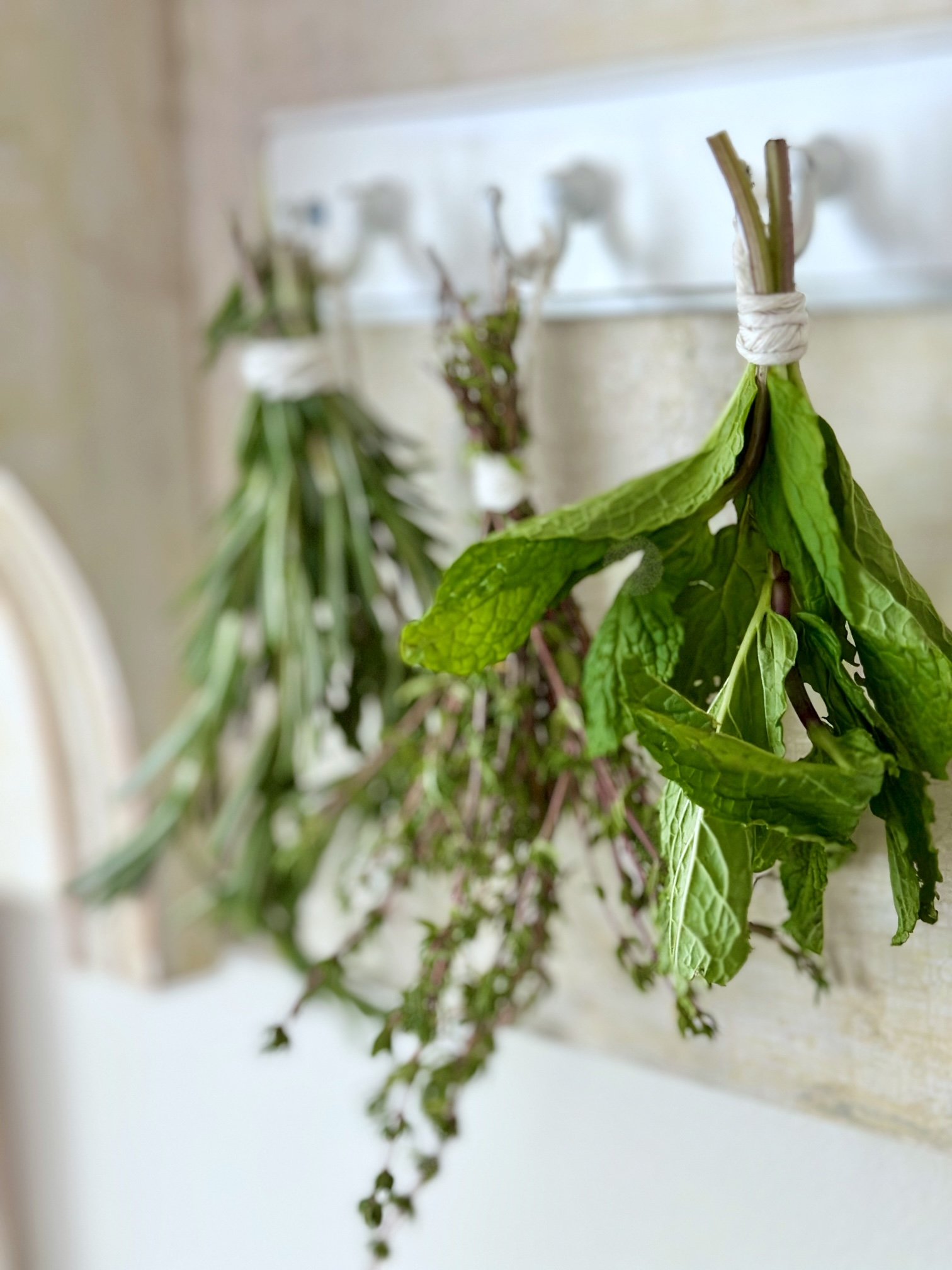 mint and other herbs hanging to dry.