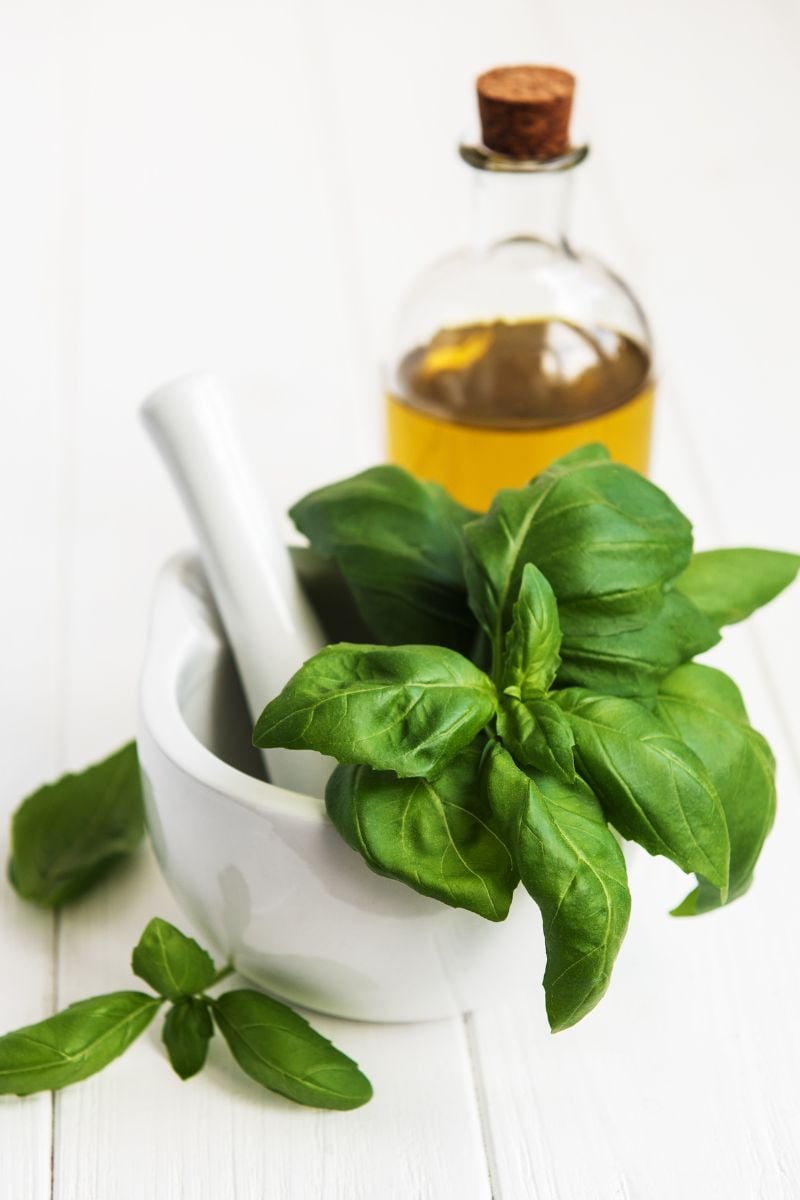 Fresh basil in a bowl with oil. 
