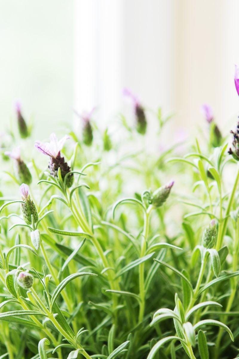 Lavender blooms on a plant in a window. 