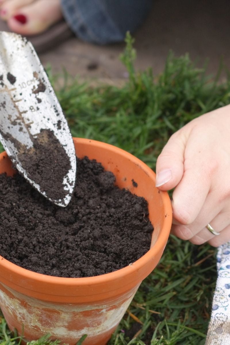 A clay pot with soil and a shovel. 