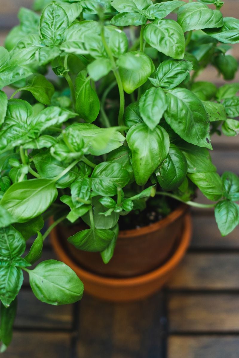 A top view of a basil plant in a pot. 
