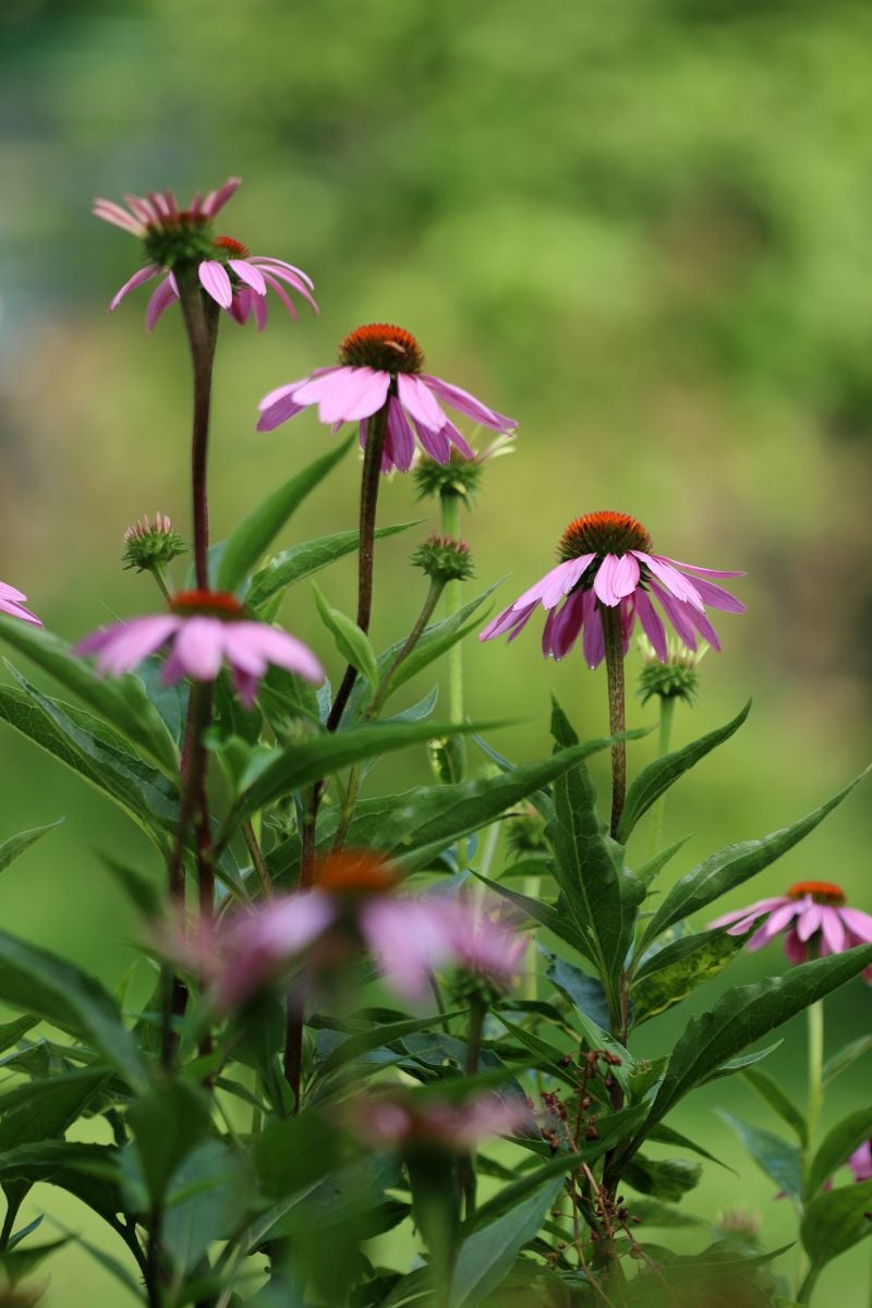 Beautiful echinacea in a garden.Their petal bend backwards and they are a pretty pink/purple color. 