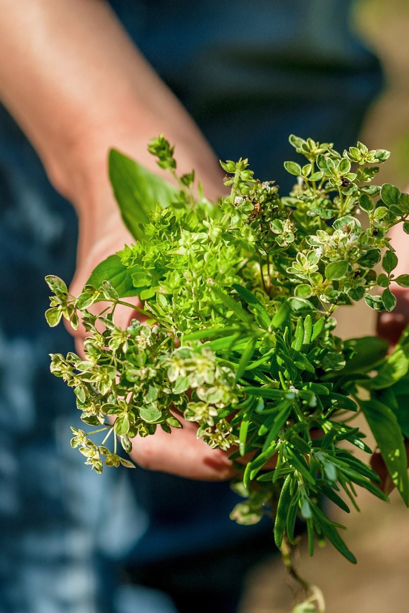 Person holding assorted herbs.