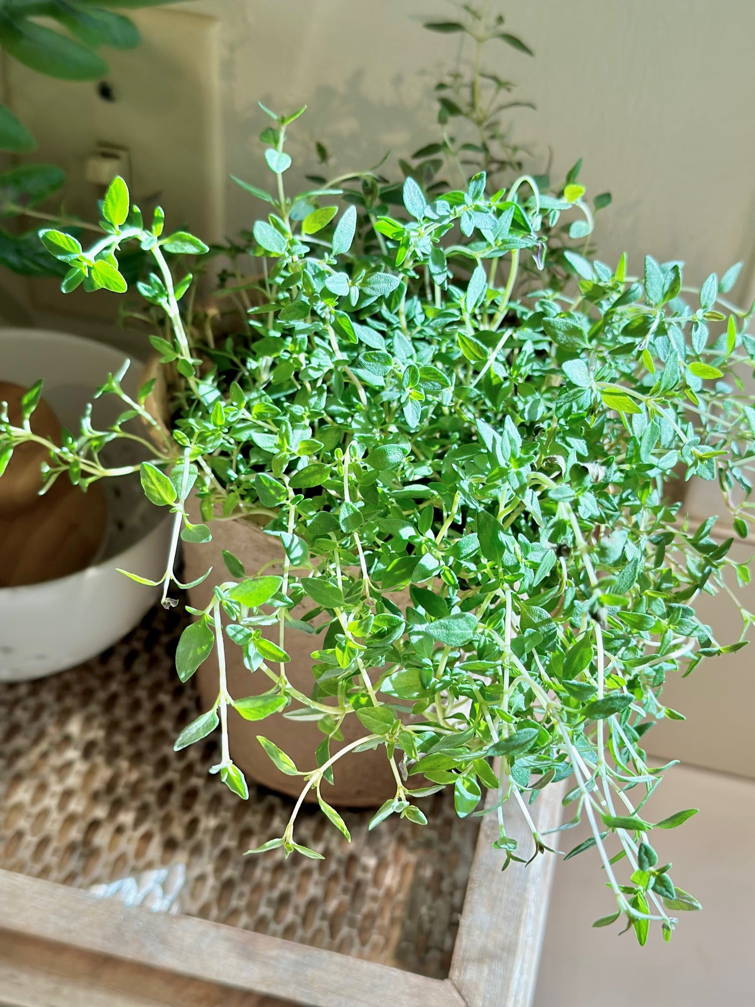 A thyme plant soaking up the sun. 