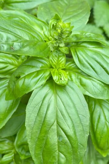 Close up of a beautiful thriving basil plant for this is basil a perennial herb post.