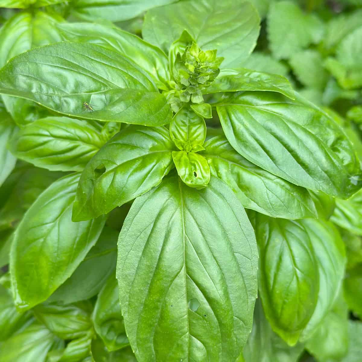 Is Basil a Perennial Herb?