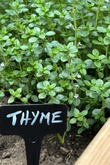 A thyme plant with a garden marker that reads "thyme".