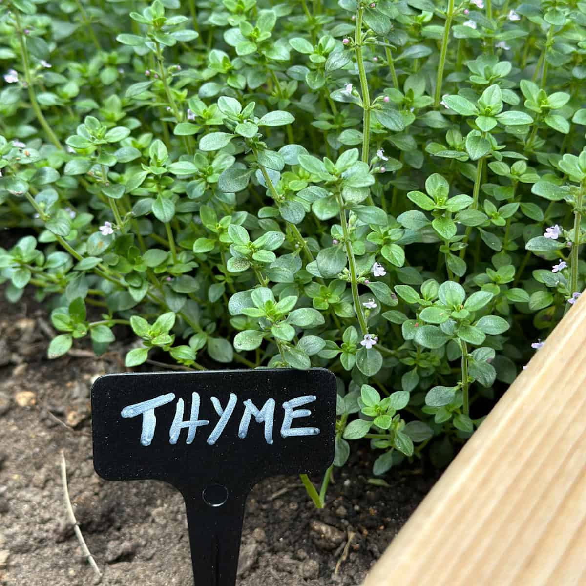 How to Dry Thyme: Air, Oven, Dehydrator & Microwave Methods