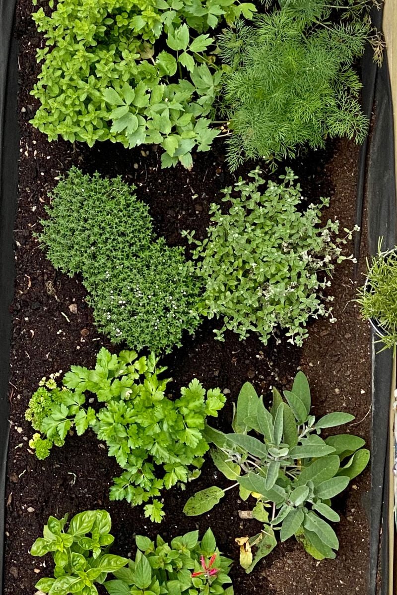 A top view of an herb garden with thyme. 