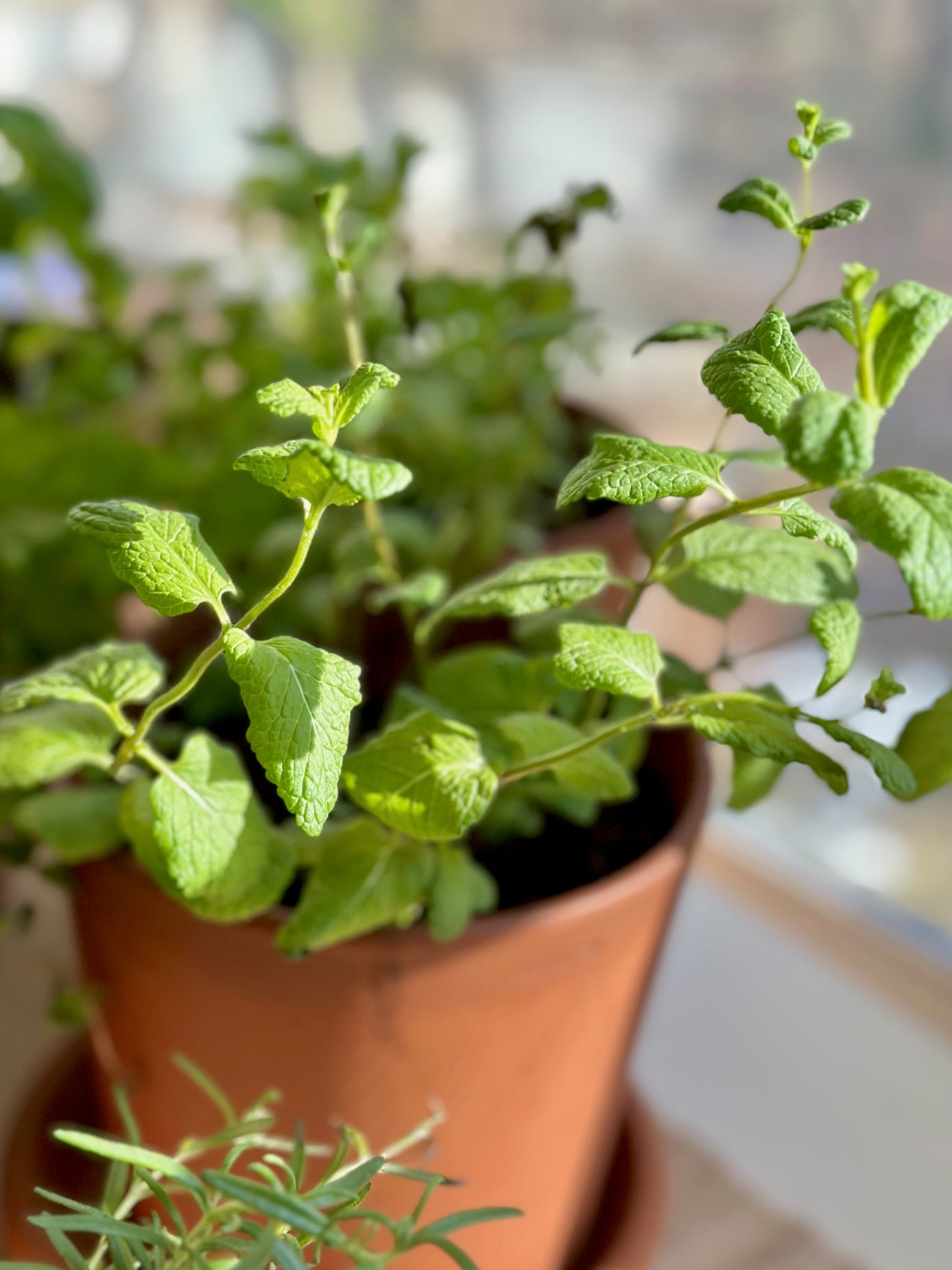 A mint plant in a clay pot.