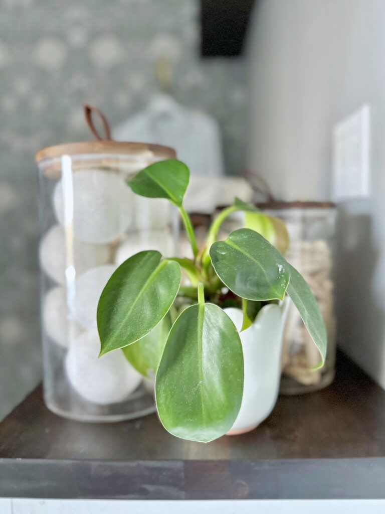 A small potted plant on the folding table.