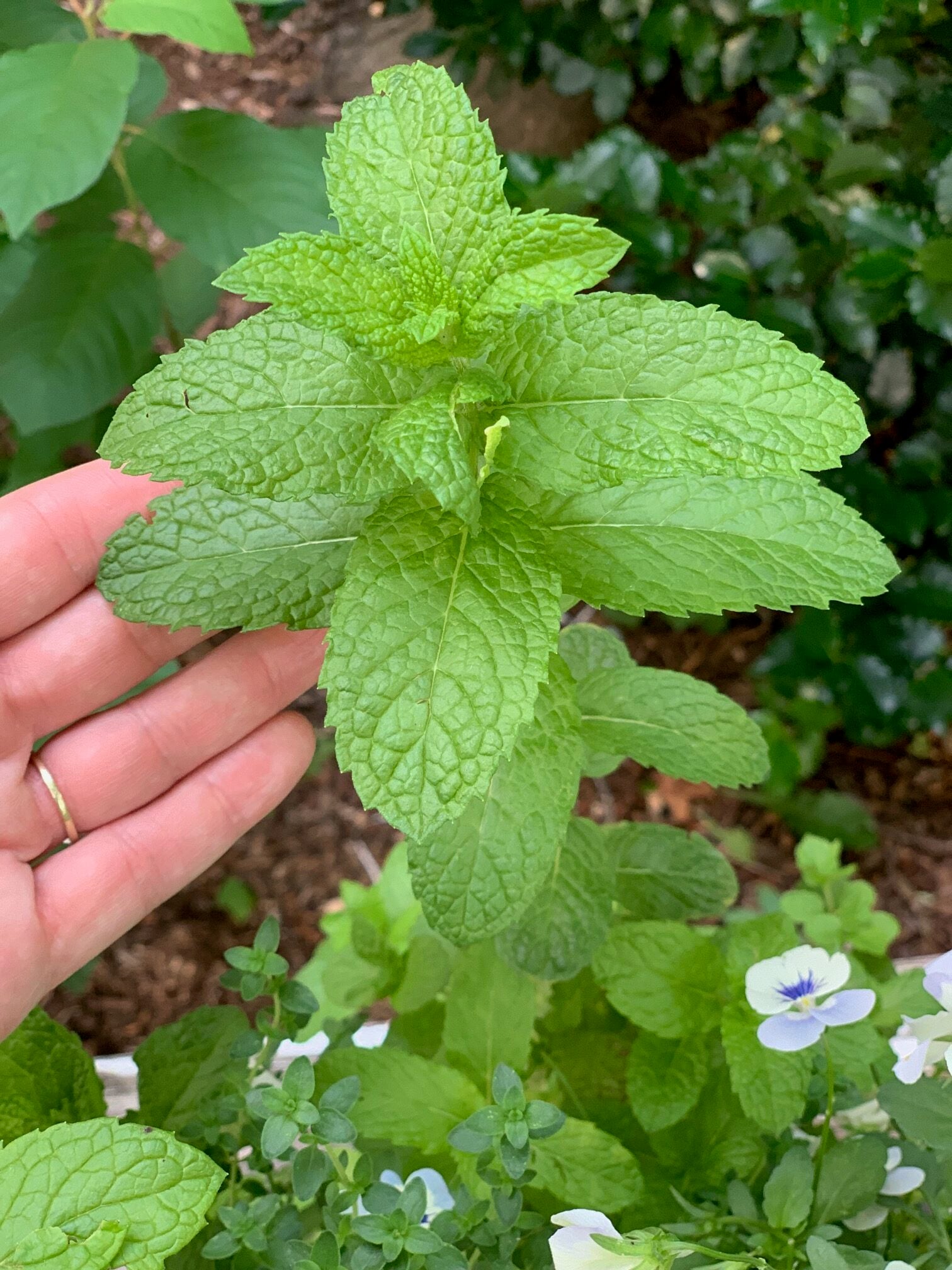 my hand holding a mint plant.