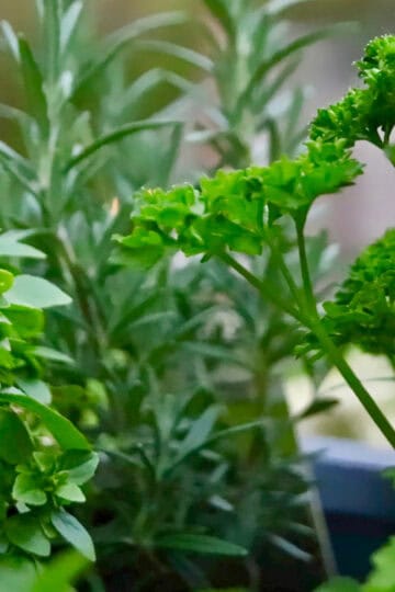 Rosemary, parsley and oregano growing in a garden.