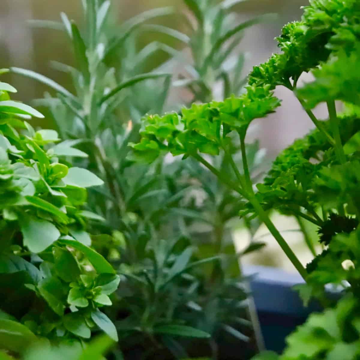 The Top 10 Culinary Herbs to Grow