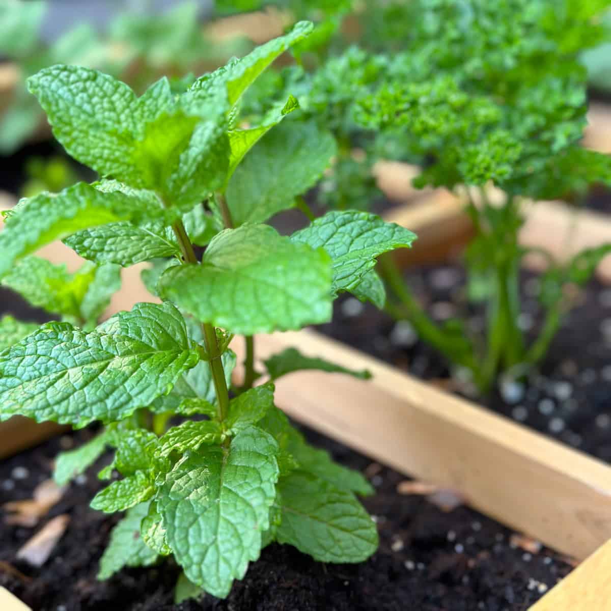 Mint Sunlight Guide: How Much Sun Do Mint Plants Need?