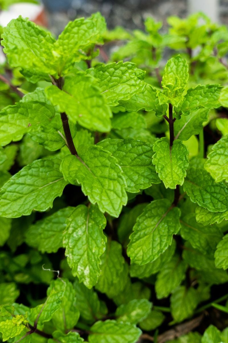 mint with crinkled leaves and dark brown stem.