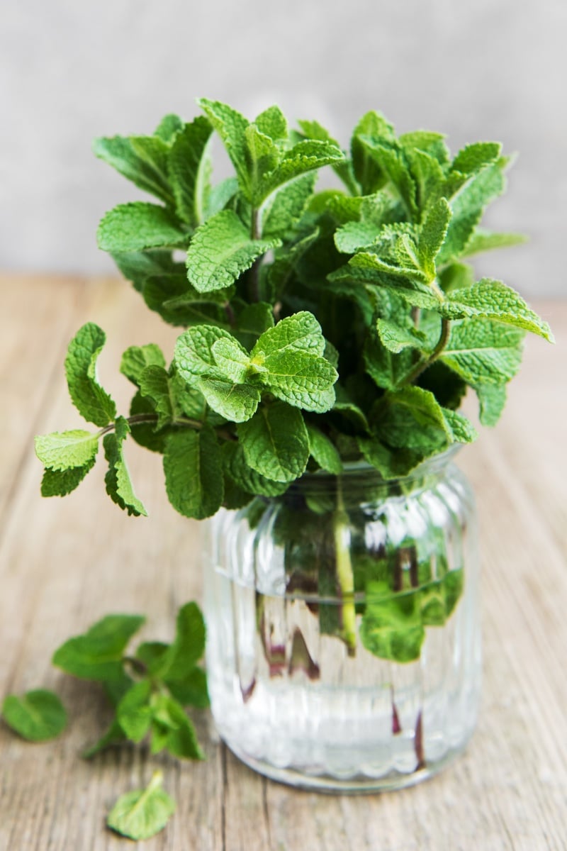 beautiful fresh mint in a clear glass jar.